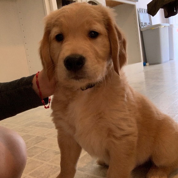 Meet your Posher, Jose - Picture 5 of 13